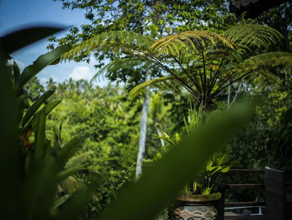 Angsoka Bungalow Ubud  Ubud (Bali)